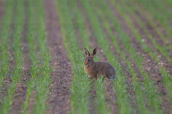 European brown hare (Lepus europaeus) juvenile baby leveret animal feeding in a farmland cereal
