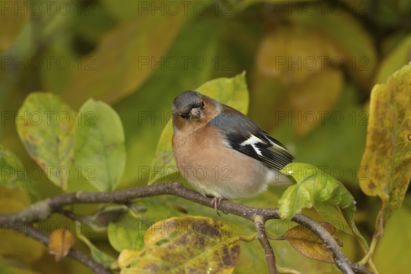 Eurasian chaffinch (Fringilla coelebs) adult male bird on a garden Magnolia tree with autumn colour