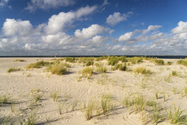 Dune landscape on the coast of Ellenbogen near List, island of Sylt, district of North Friesland,