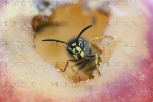 Common wasp (Vespula vulgaris) adult insect on fallen fruit in a garden in summer, England, United