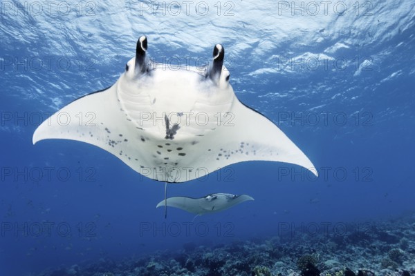 Reef Manta (Manta alfredi), two, from below, swimming over coral reef, Tuamotu Archipelago, French