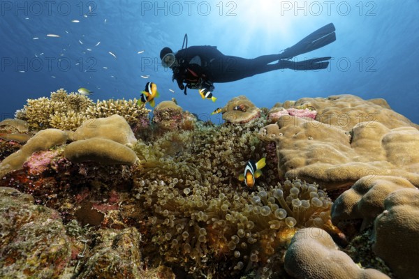 Dive swims over coral reef in the backlight of the sun and observes Amphiprion pacificus