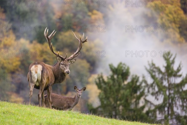 A red deer stag (Cervus elaphus) and a hind are standing in a meadow in hilly terrain. A forest