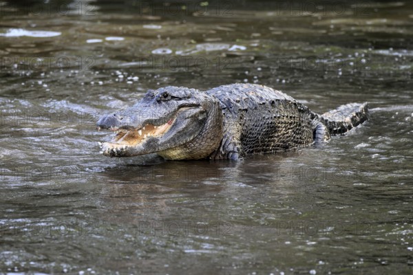 Mississippi Alligator (Alligator mississippiensis), pike alligator, adult, male, in water,
