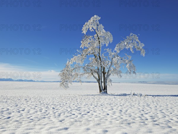 Tree in hoarfrost, Schlatt, Canton Lucerne, Switzerland, Europe