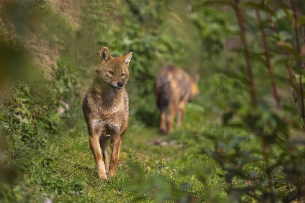 One golden jackal (Canis aureus) walking through dense green vegetation