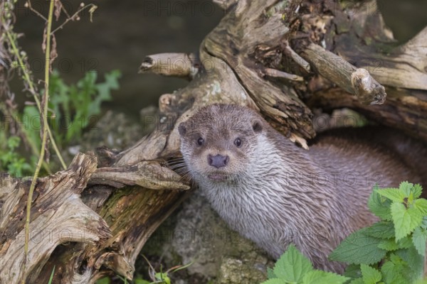 One Eurasian otter (Lutra lutra) resting on the pebbles of a river bank underneath a root of a