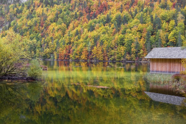 Lake Toplitz, forest in full autumn colors, Boatshelter, Austria, Europe