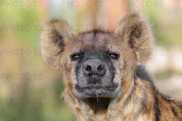 Portrait of a Spotted Hyena (Crocuta crocuta), or Laughing Hyena in beautiful light