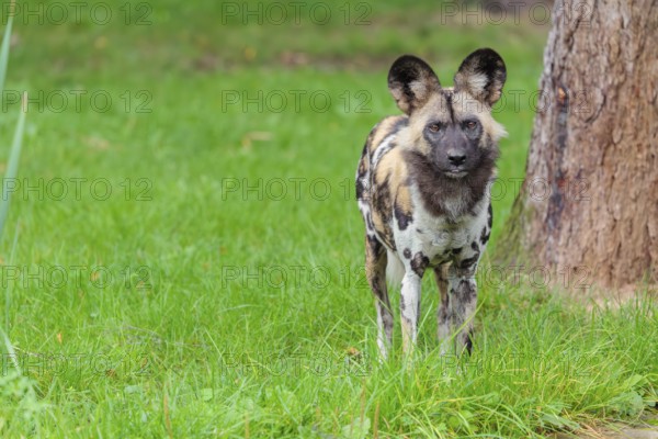 An African wild dog, Lycaon pictus, stands in a green meadow