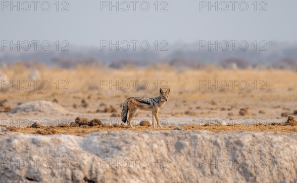 Black-backed jackal (Canis mesomelas) at a waterhole, Nxai Pan National Park, Botswana, Africa