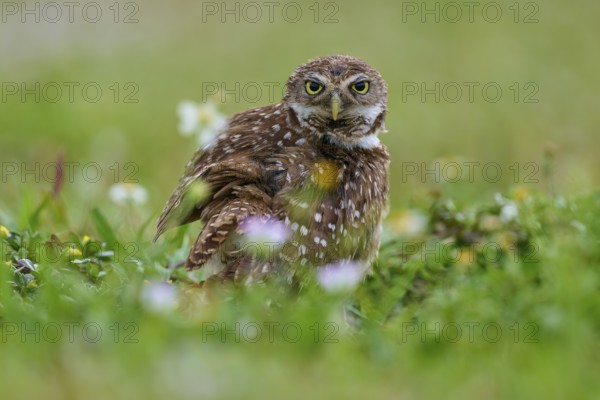 Burrowing owl (Speotyto cunicularia), sitting in a meadow and observing the surroundings, Pembroke