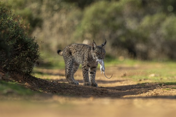 Lynx pardinus, young male, with rat in mouth, prey, La Mancha, Spain, Europe