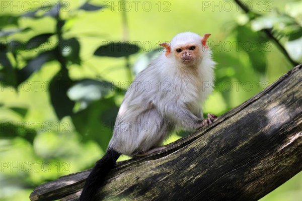 Silver marmoset (Mico argentatus, Syn.: Callithrix argentata), silver marmoset, adult, tree trunk,