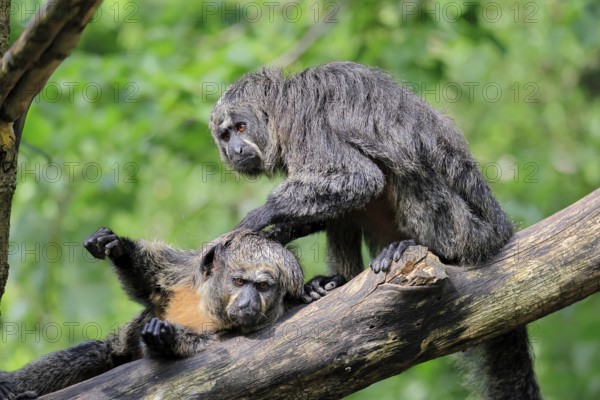 White-headed saki (Pithecia pithecia), adult, on tree, female, two females, grooming, South America