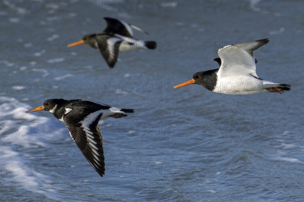 Three common pied oystercatchers, Eurasian oystercatcher (Haematopus ostralegus) flying over sea