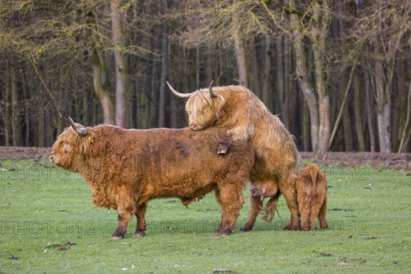 A Highland Cow (Bos (primigenius) in heat mounts a bull