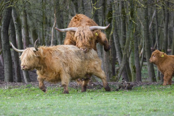 One Highland bull (Bos (primigenius) taurus) chases a cow before mating