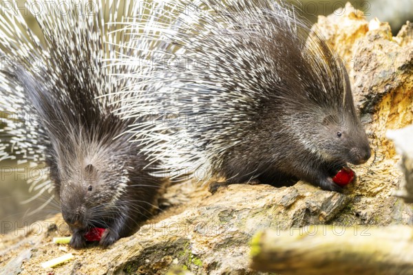 Old World porcupines (Hystrix cristata), Germany, Europe