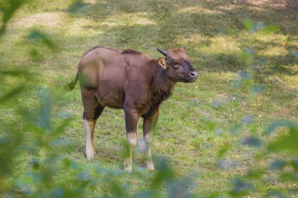 A young female Gaur (Bos gaurus gaurus) stands on a green meadow