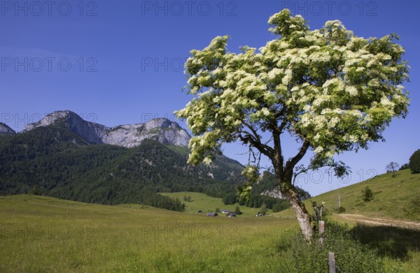 Blossoming elder bush on the Eisenaualm with Schafberg, Osterhorngruppe, Salzkammergut, Land