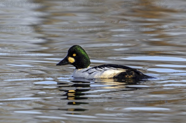 Common goldeneye (Bucephala clangula) adult male swimming in lake in winter