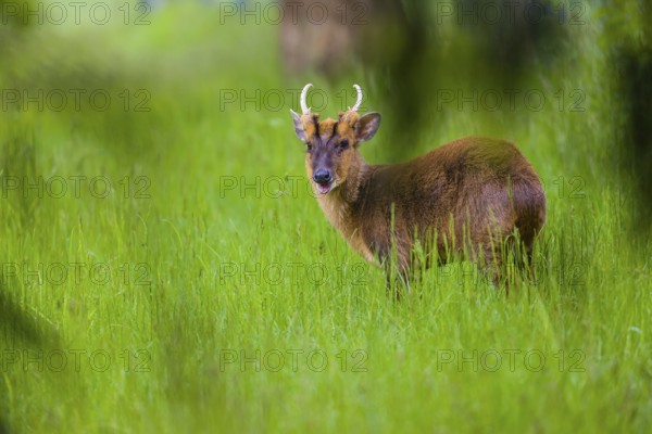One male Reeves's muntjac (Muntiacus reevesi) stands on a green meadow
