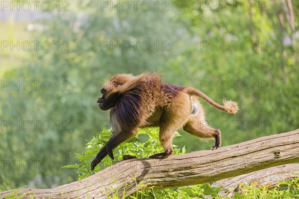 An adult male Gelada (Theropithecus gelada), or bleeding-heart monkey, runs over a log
