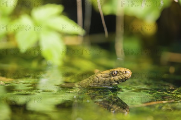 A dice snake (Natrix tessellata tessellata) swims in its habitat