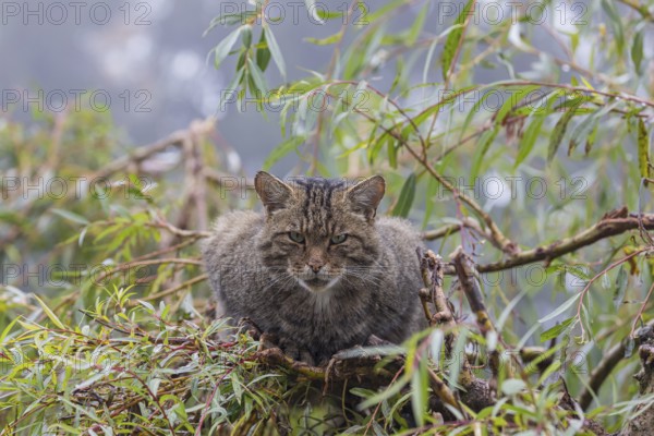 One European wildcat, Felis silvestris silvestris, resting in a green weeping willow tree. Green