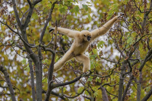 A White-handed gibbon, Hylobates lar, climbs in a tree