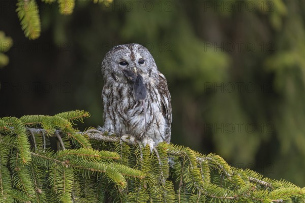 One tawny owl or brown owl (Strix aluco) sitting on a branch of a spruce tree, feeding on a mouse