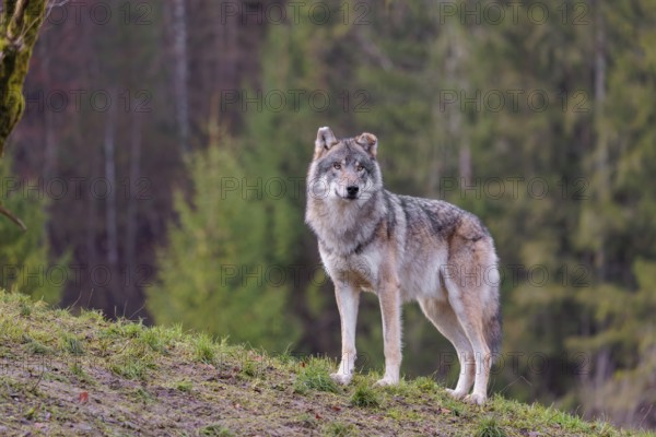 An adult male grey wolf (Canis lupus lupus) stands on a sloping meadow on a hill and observes the