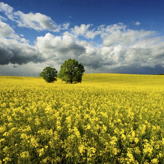 Solitary oaks in a flowering rape field, approaching thunderstorm, Saxony-Anhalt, Germany, Europe