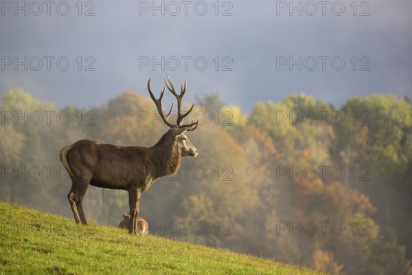 A red deer stag (Cervus elaphus) is standing in a meadow in hilly terrain. A forest with autumn