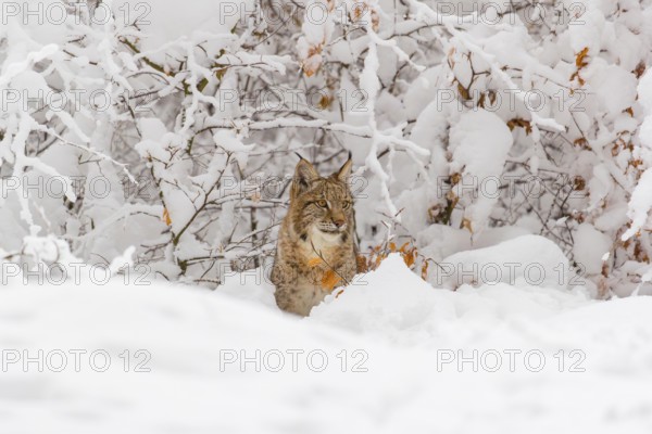 One young male Eurasian lynx, (Lynx lynx), walking through deep snow covered undergrowth in a