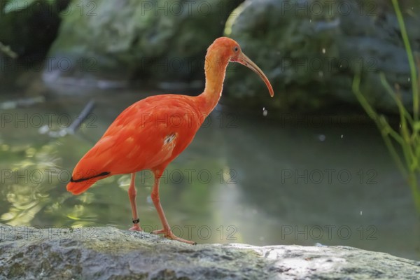 A scarlet ibis (Eudocimus ruber) stands on a stone lying in the shallow water of a riverbank and