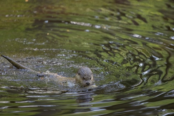 One Eurasian otter (Lutra lutra), swimming in water with green reflections from fresh leaves.