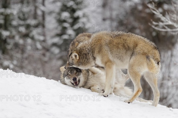 Two young grey wolves (Canis lupus lupus) play with its father on the sloping, snow-covered meadow