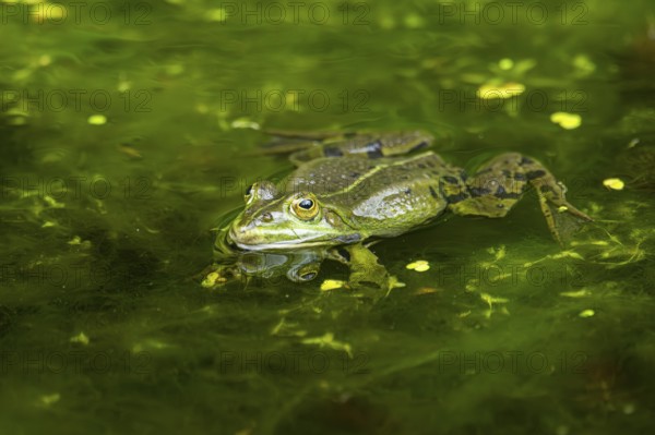 Edible frog (Pelophylax esculentus) in a little lake in the water, Bavaria, Germany, Europe