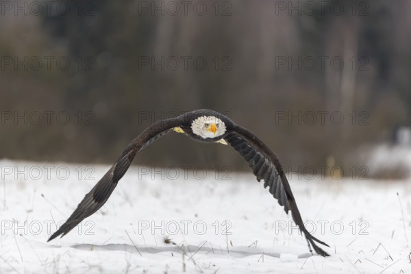 One Bald Eagle, Haliaeetus leucocephalus, flying over a snowy meadow with a birch tree forest in