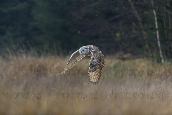 One Siberian Eagle Owl (Bubo bubo sibiricus) flying over tall reed grass lakeshore on an autumnal