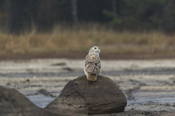 One Siberian Eagle Owl (Bubo bubo sibiricus) sitting on a rock at a dry lakeshore on an autumnal