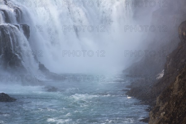 Whooper swan (Cygnus cygnus) at the base of the Gullfoss waterfall