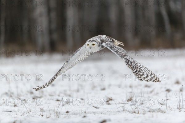 One snowy owl, Bubo scandiacus, Bubo scandiaca, Nyctea scandiaca flying over a snowy meadow with a