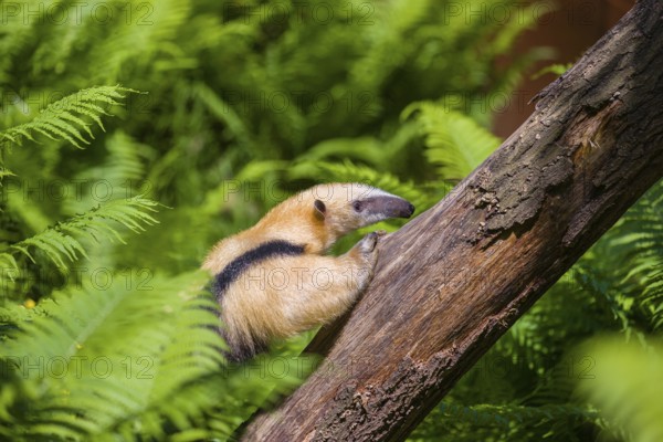 A southern tamandua (Tamandua tetradactyla), climbs up a tree in a forest