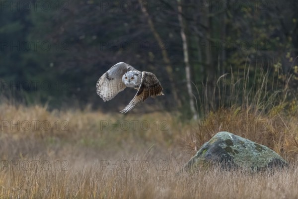 One Siberian Eagle Owl (Bubo bubo sibiricus) flying over tall reed grass lakeshore on an autumnal