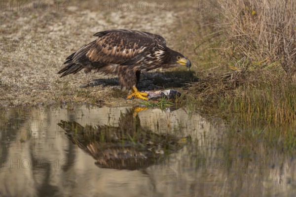 One white-tailed eagle (Haliaeetus albicilla) sitting lakeshore in early light, feeding on a common