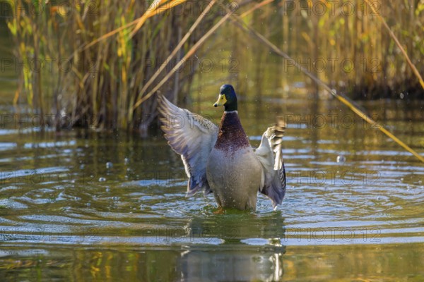 A male mallard or wild duck (Anas platyrhynchos) bathes in a pond, flapping its wings