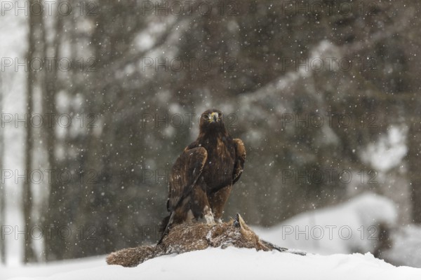 One golden eagle (Aquila chrysaetos) sitting on a carcass of a red fox on a snowy meadow during
